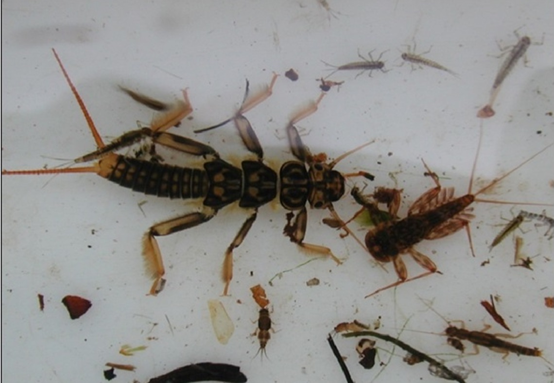 Using aquatic organisms to monitor freshwater quality WQM04